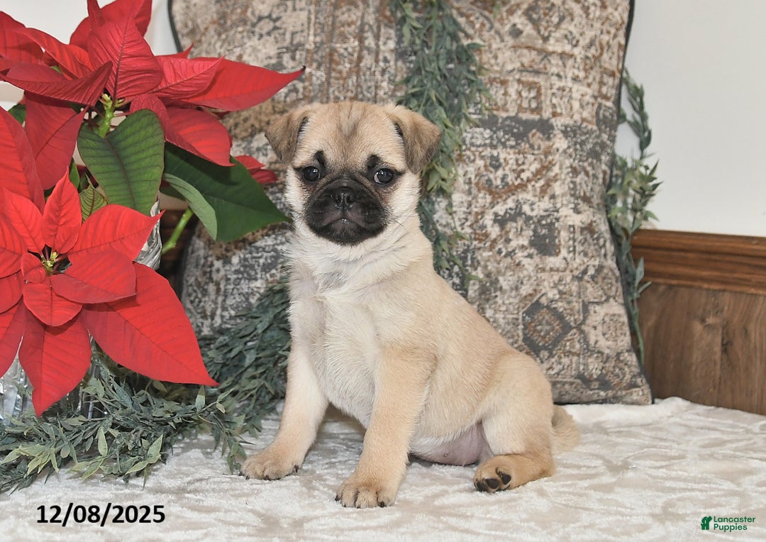 Mixed Breed dogs for sale: Snowflake - Ad 2