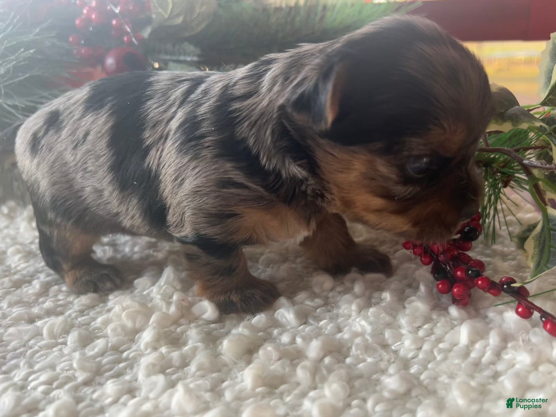Yorkshire Terrier dogs for sale: Pixie - Ad 6