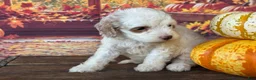 Cockapoo dogs for sale: Channel - Ad 4