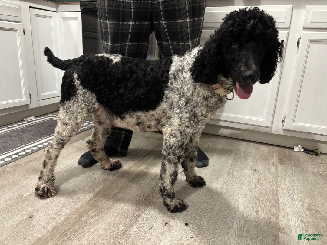 Standard Poodle dogs for sale: Ellie - Ad 3