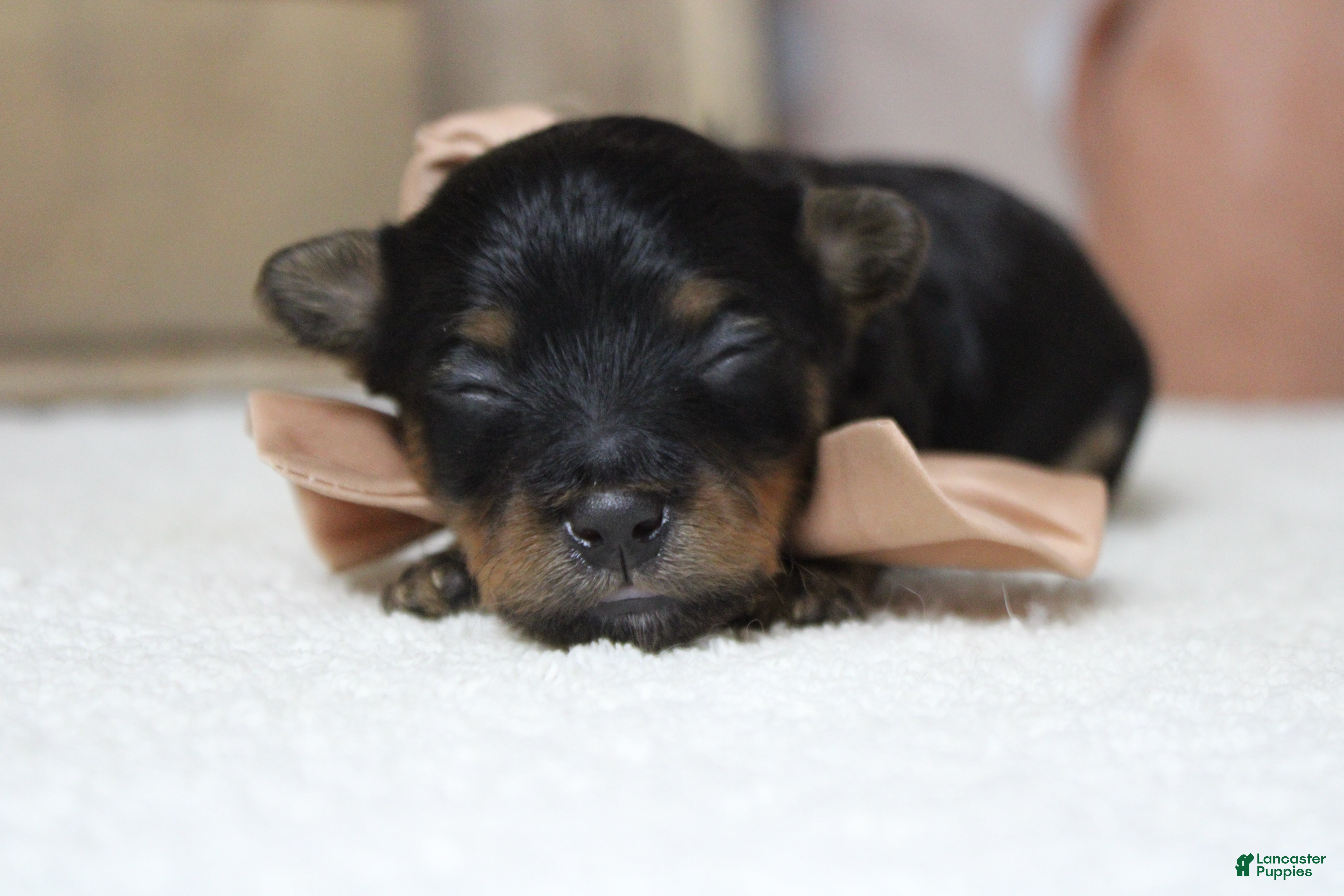 Yorkiepoo dogs Pedro  - Ad 7
