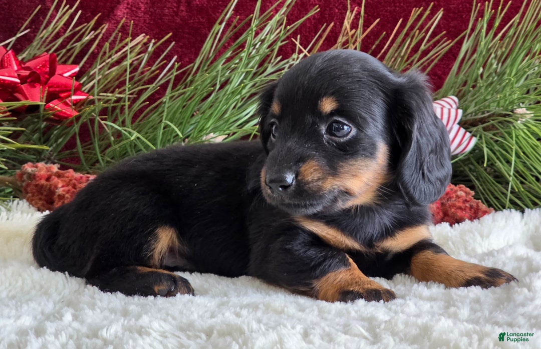Miniature Dachshund dogs for sale: Kate - Ad 8