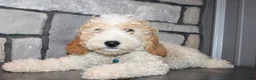 Mini Goldendoodle dogs for sale: Mini Ziggy - Ad 11
