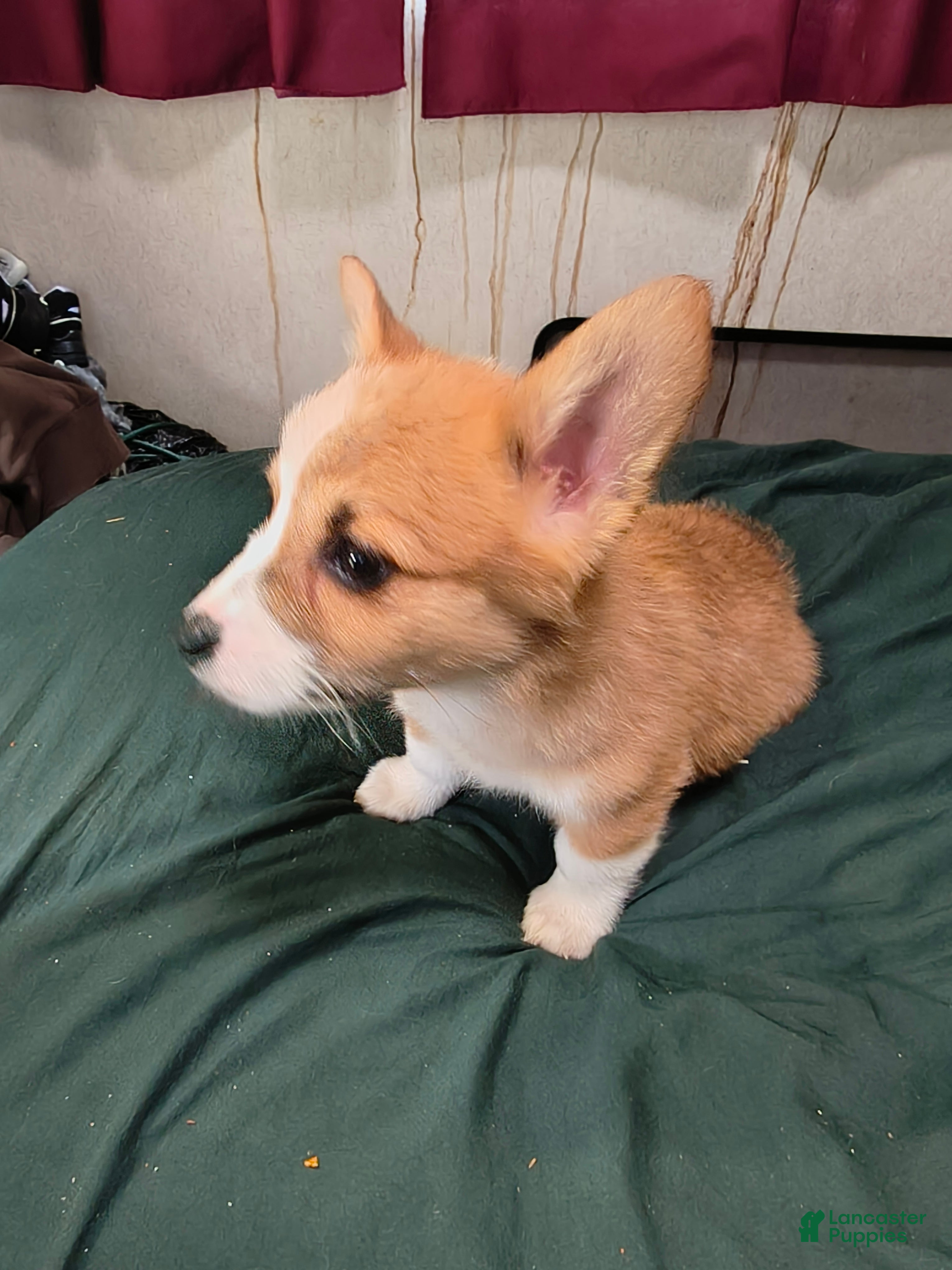 Welsh Corgi Pembroke dogs Welsh Corgi Pembroke Puppy 5 - Ad 28