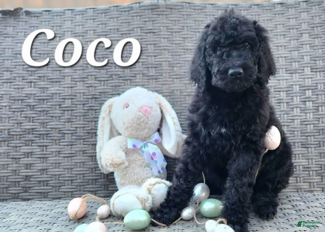 Labradoodle dogs for sale: Coco - Ad 1