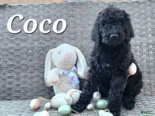 Labradoodle dogs Coco - Ad 36