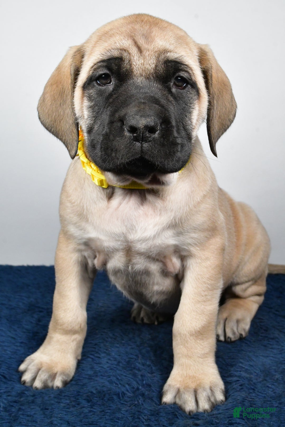 English Mastiff dogs for sale: Sage - Ad 6