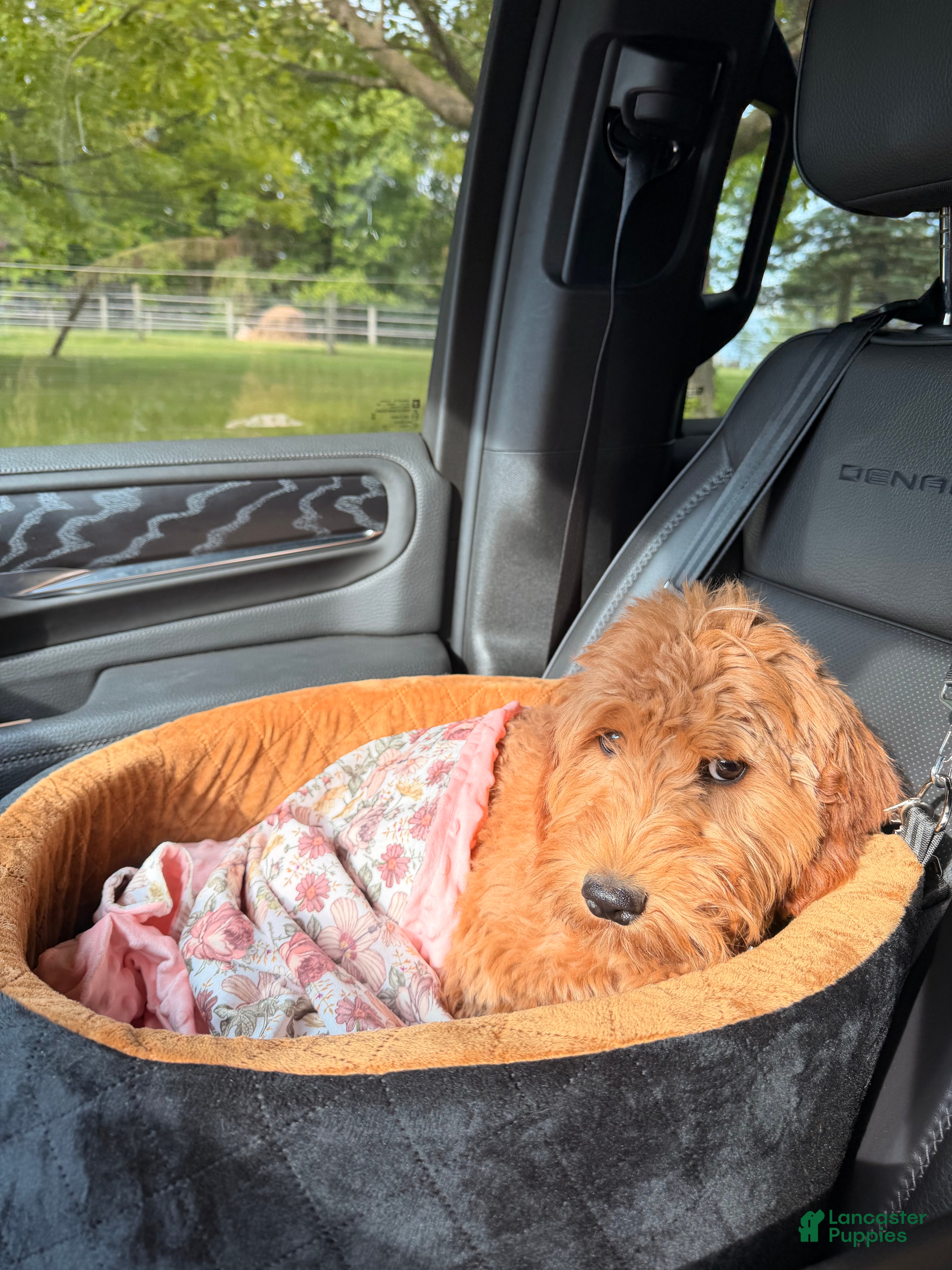 Goldendoodle dogs Della - Ad 2