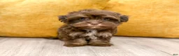 Havanese dogs for sale: Amelia - Ad 3