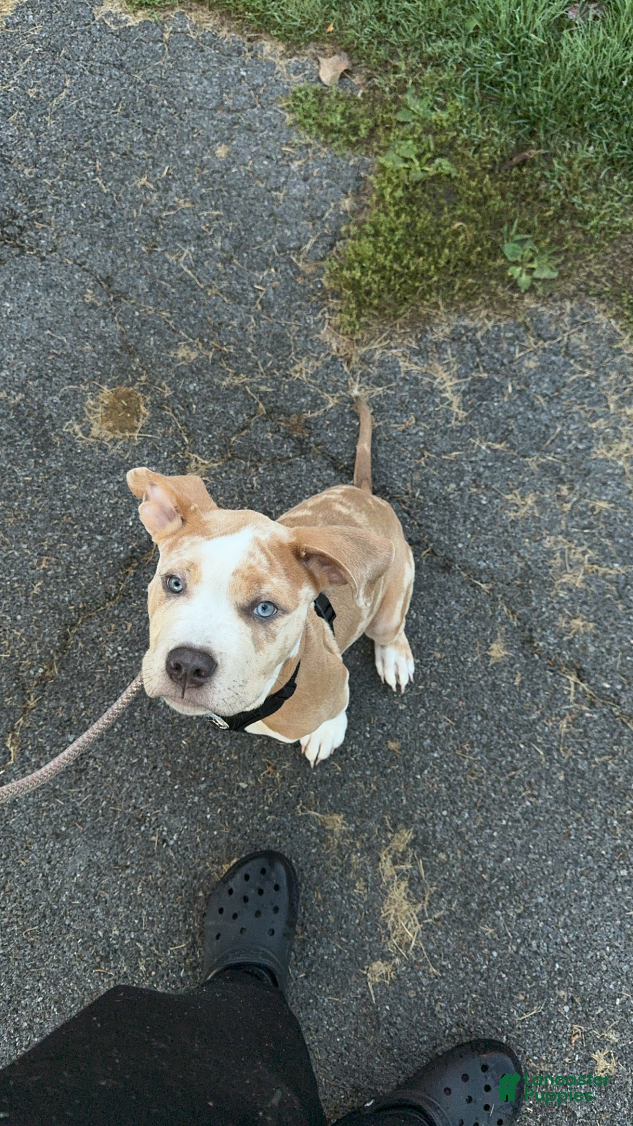 American Bully dogs Tri-Merle XL Bully - Ad 2