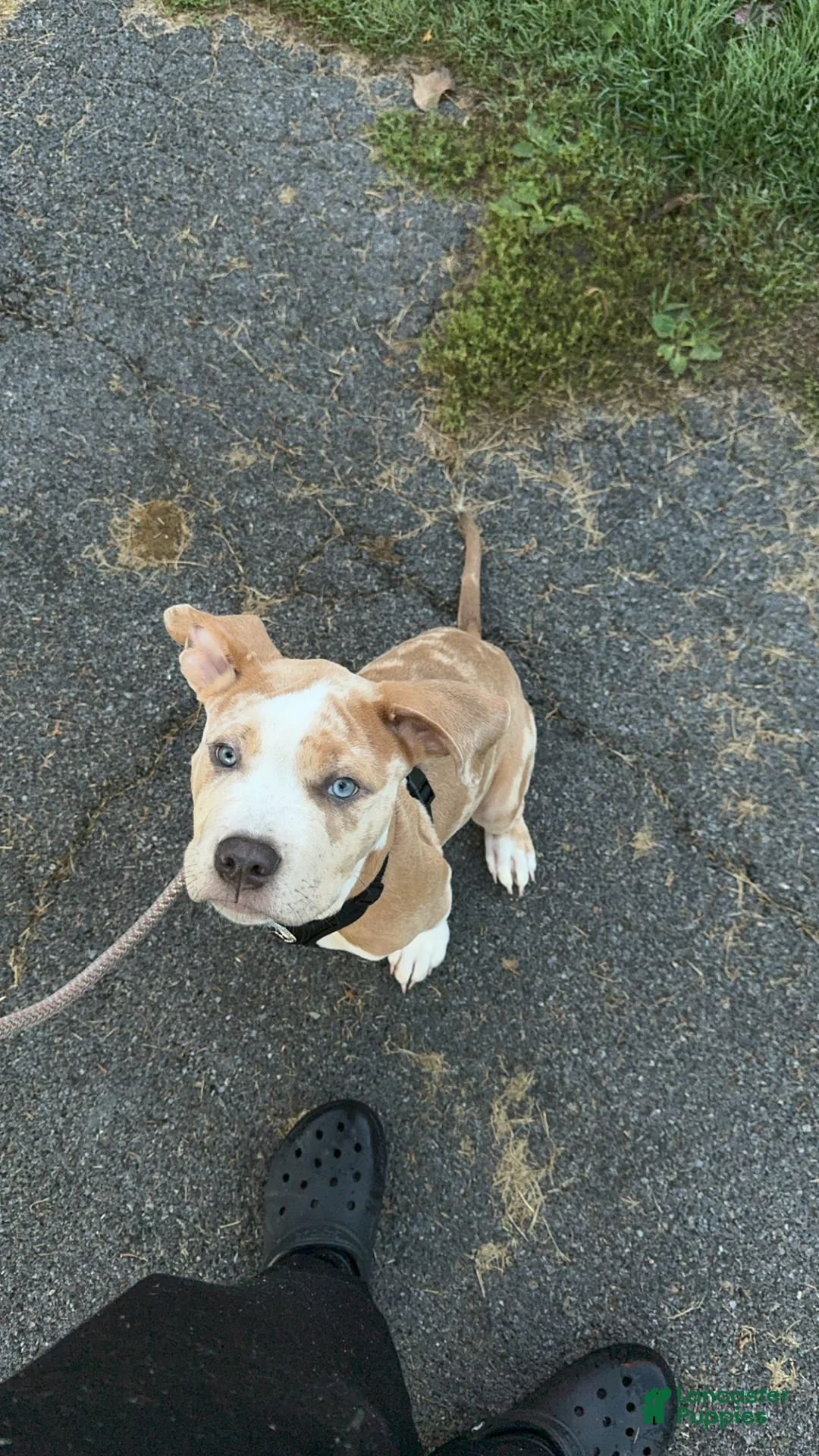 American Bully dogs for stud: Tri-Merle XL Bully - Ad 2