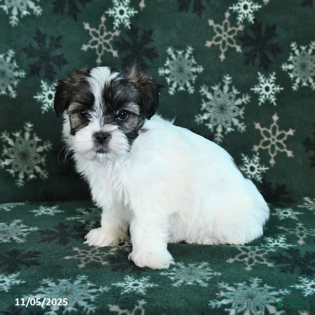 Malshi dogs for sale: Hunter - Ad 5