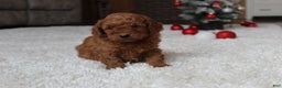 Cavapoochon dogs for sale: Molly - Ad 4