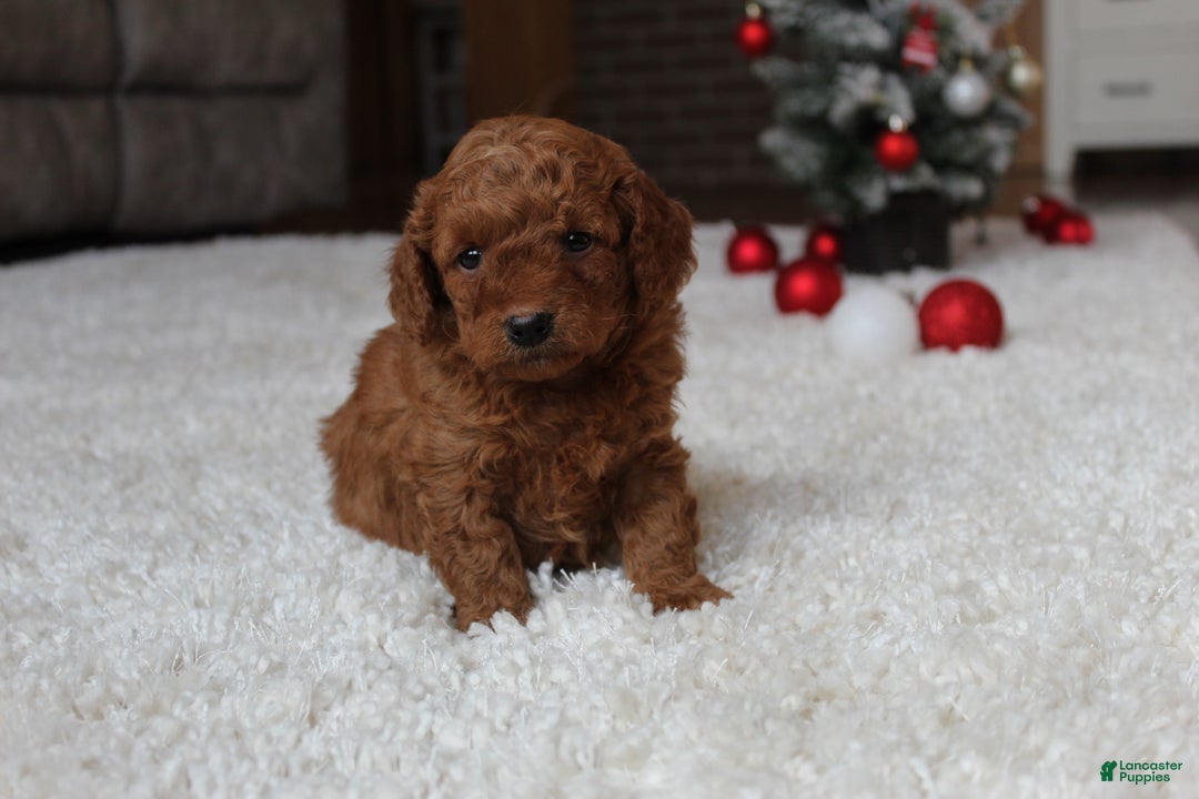 Cavapoochon dogs for sale: Molly - Ad 4