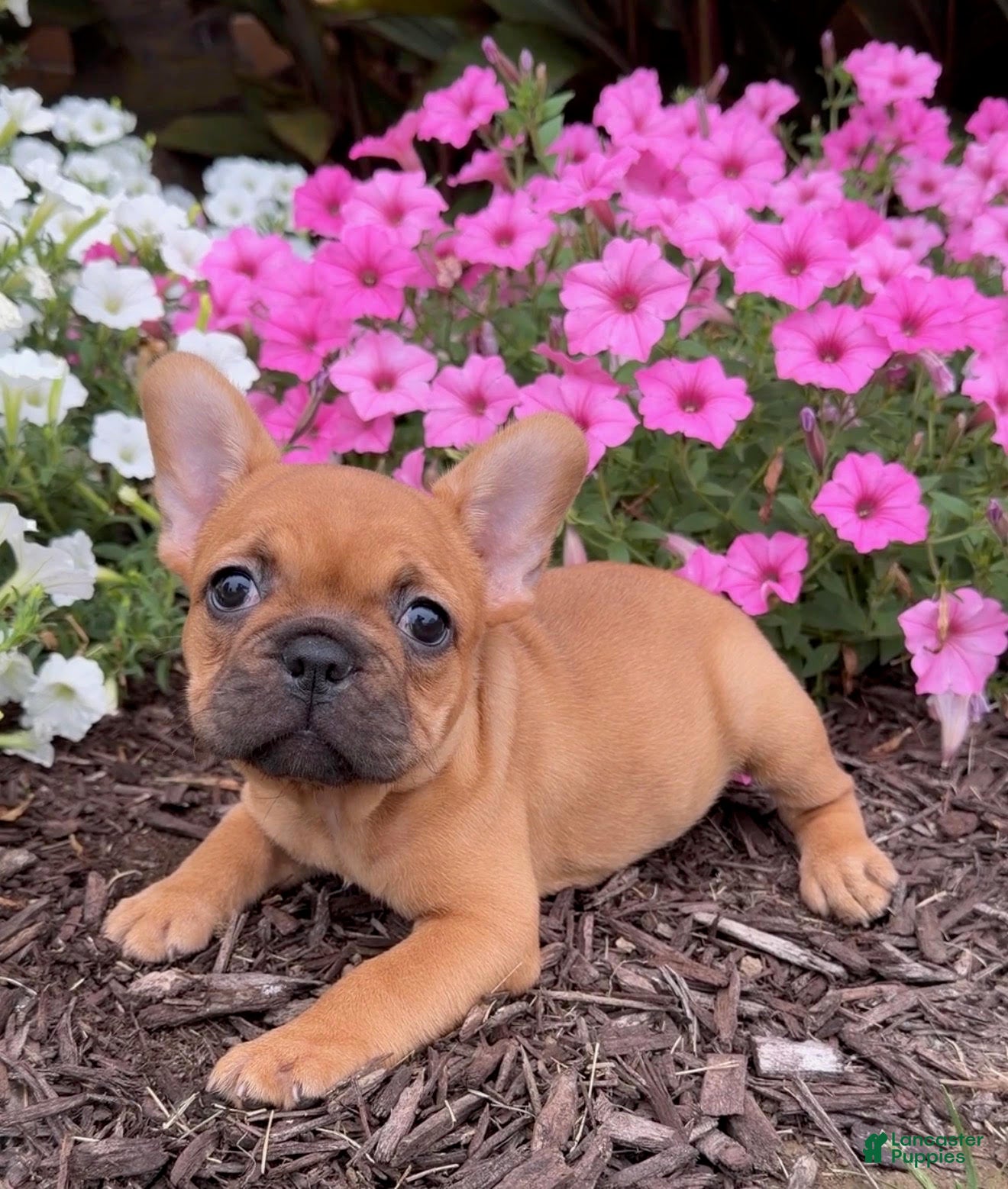 French Bulldog dogs Beth - Ad 1