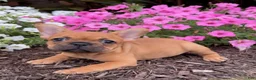 French Bulldog dogs for sale: Beth - Ad 1