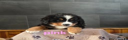 Bernese Mountain Dog dogs for sale: Pink - Ad 8