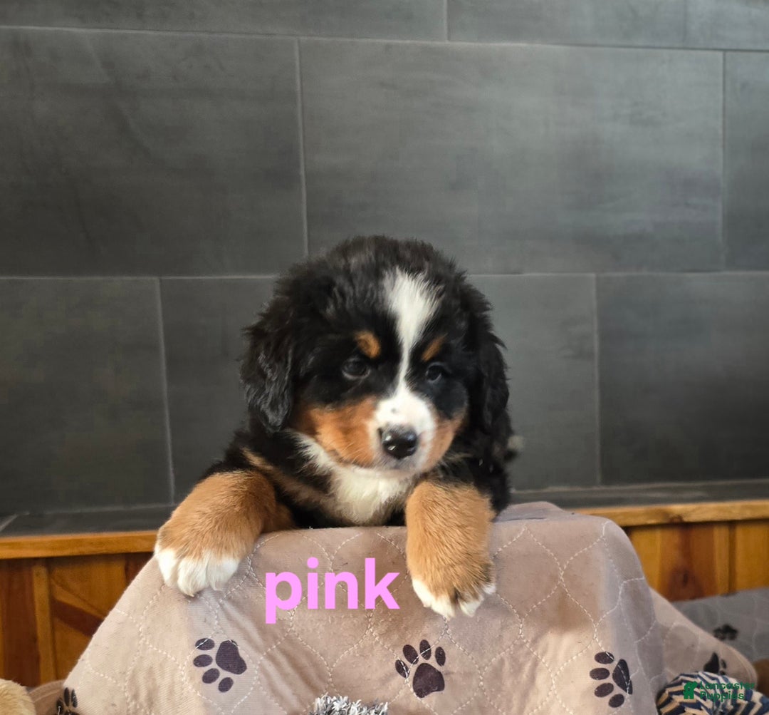 Bernese Mountain Dog dogs for sale: Pink - Ad 8