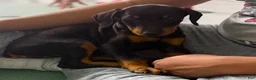 Doberman Pinscher dogs for sale: Diabla Blk F - Ad 6