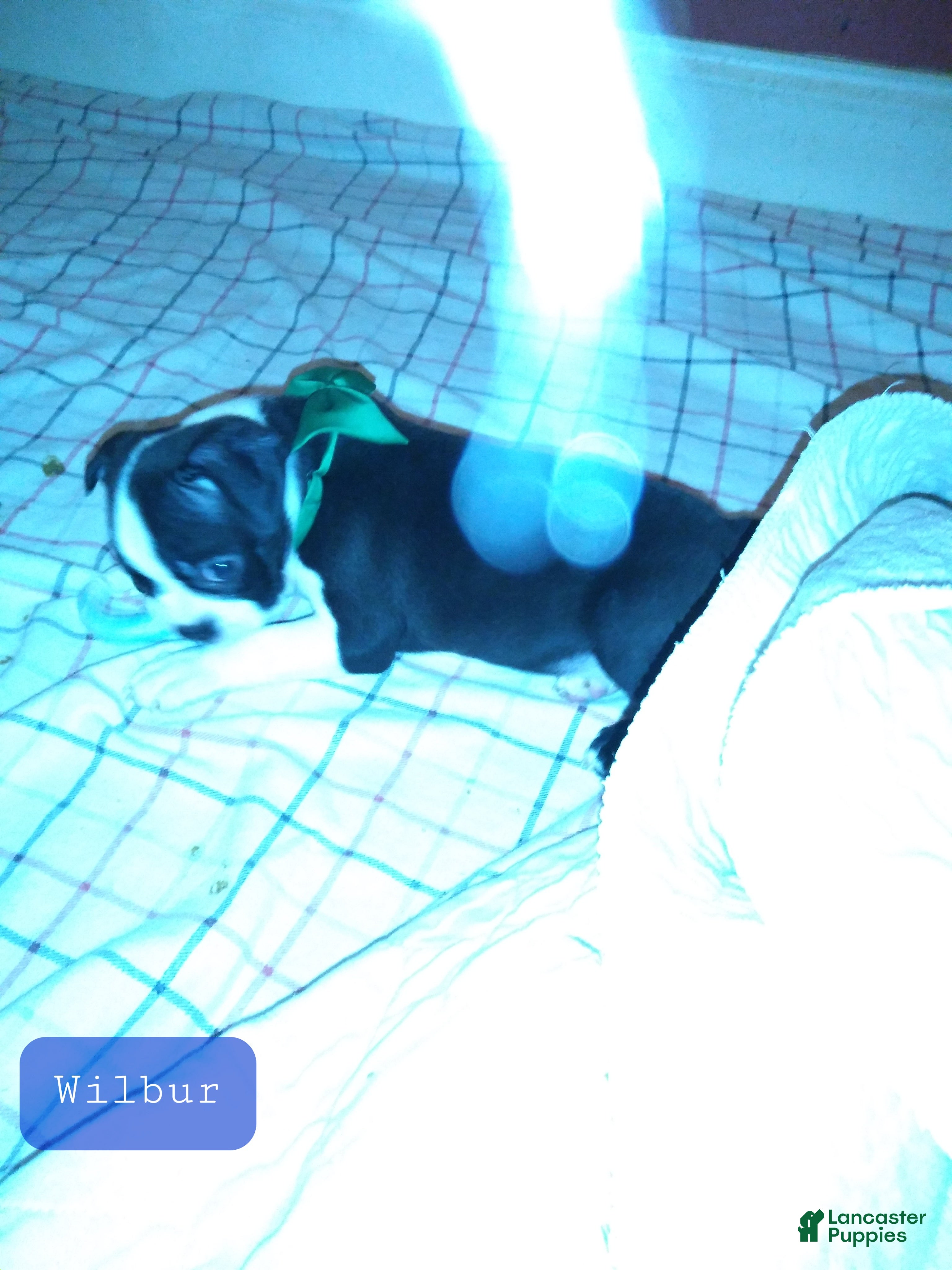 Boston Terrier dogs Wilbur Boston Terrier  - Ad 35