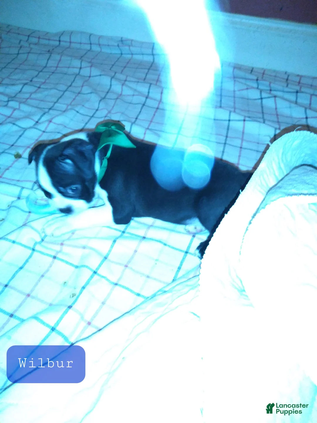 Boston Terrier dogs for sale: Wilbur Boston Terrier  - Ad 1