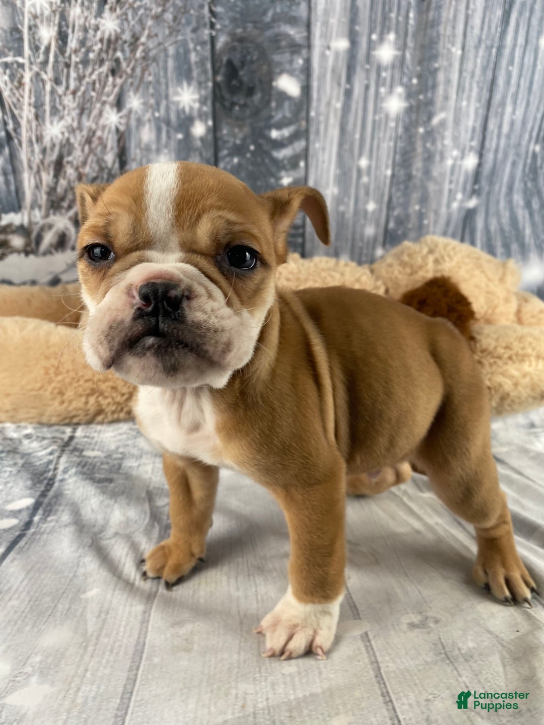 English Bulldog dogs for sale: Cody - Ad 2