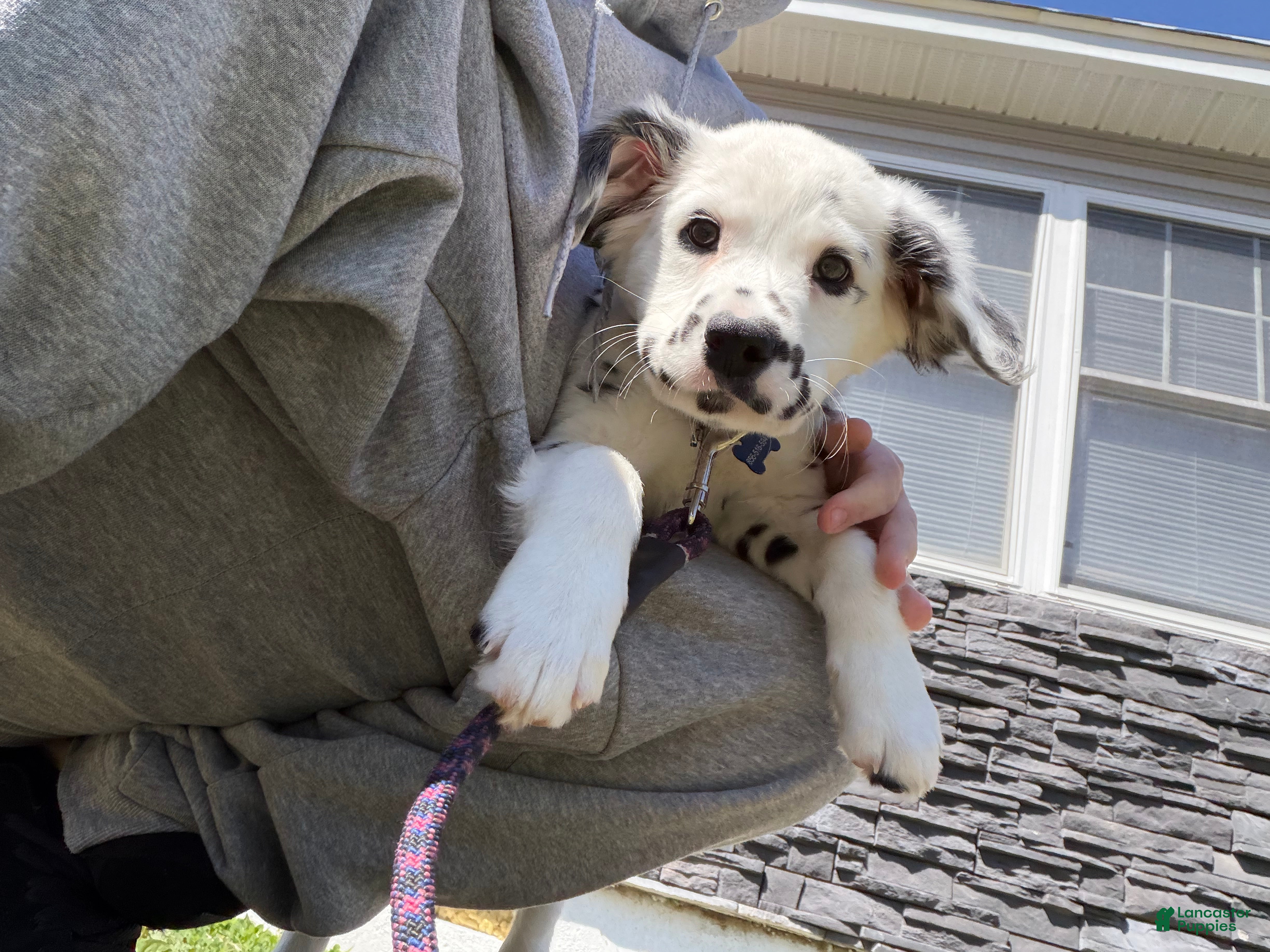 Dalmatian dogs Long hair boy - Ad 4