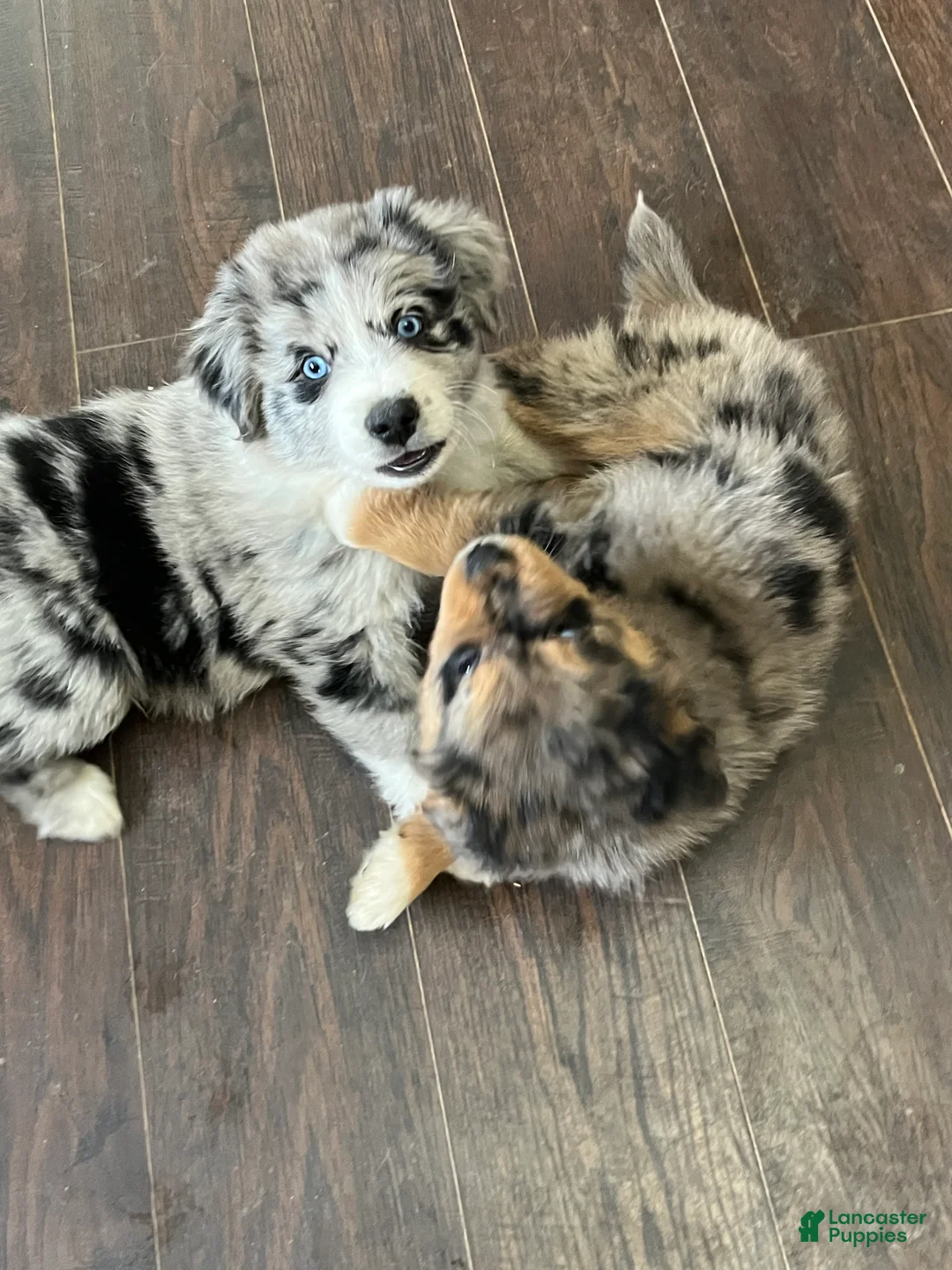 Mixed Breed dogs for sale: Coco - Ad 3