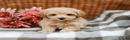 Maltipoo dogs for sale: Darla - Ad 3