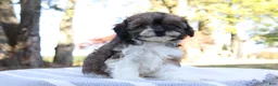Cavapoo dogs for sale: Candy - Ad 3