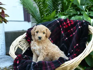 Goldendoodle dogs for sale: Pine Cone - Ad 2