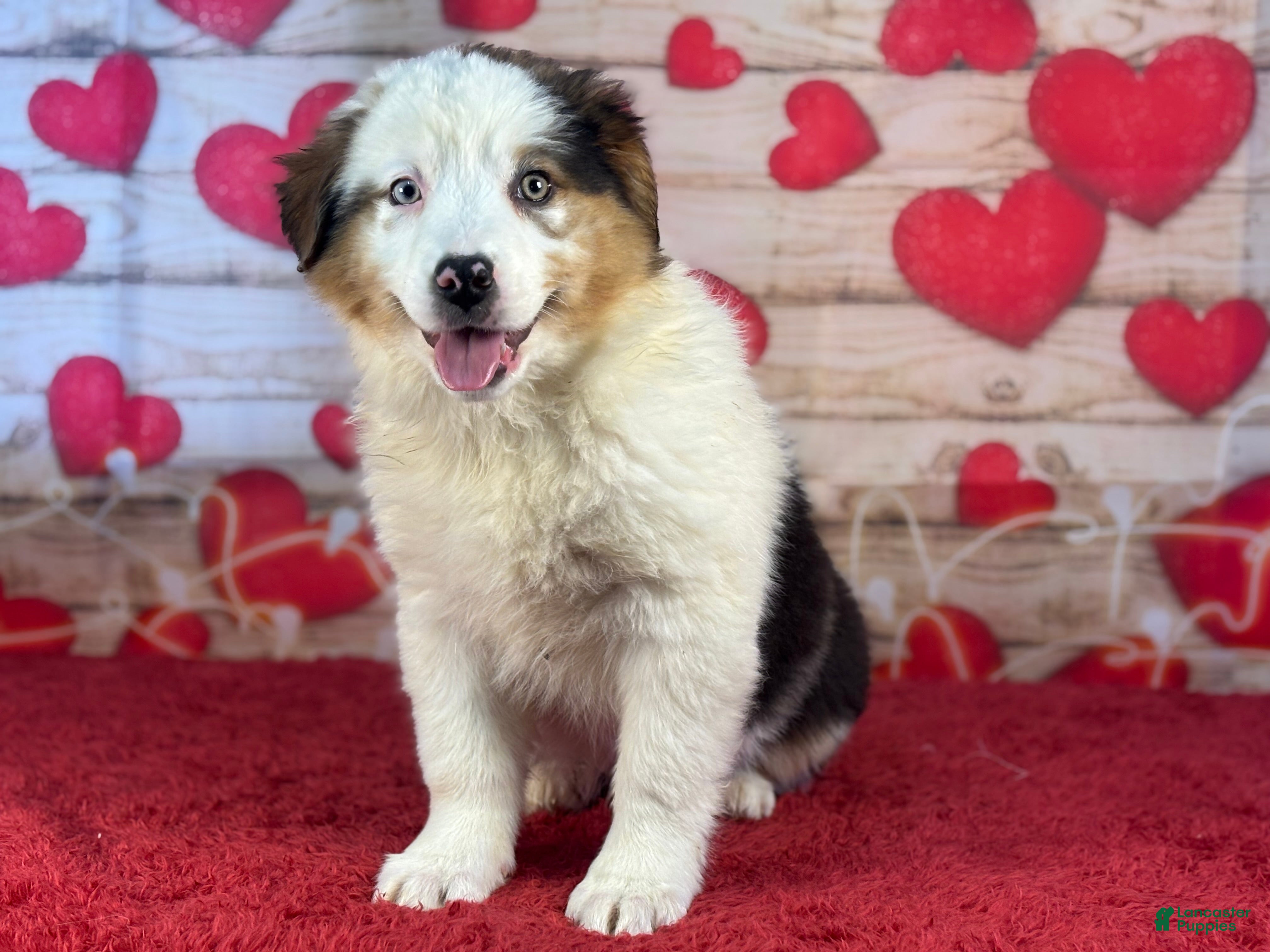 Miniature Australian Shepherd dogs Daisy - Ad 14