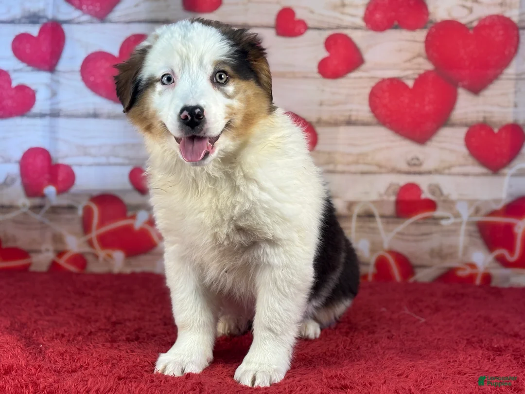 Miniature Australian Shepherd dogs for sale: Daisy - Ad 1