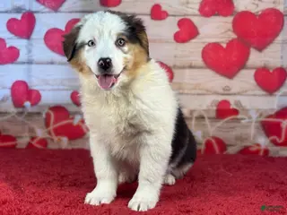 Miniature Australian Shepherd dogs Daisy - Ad 14
