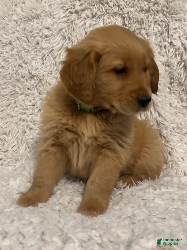 Golden Retriever dogs Asher - Ad 2