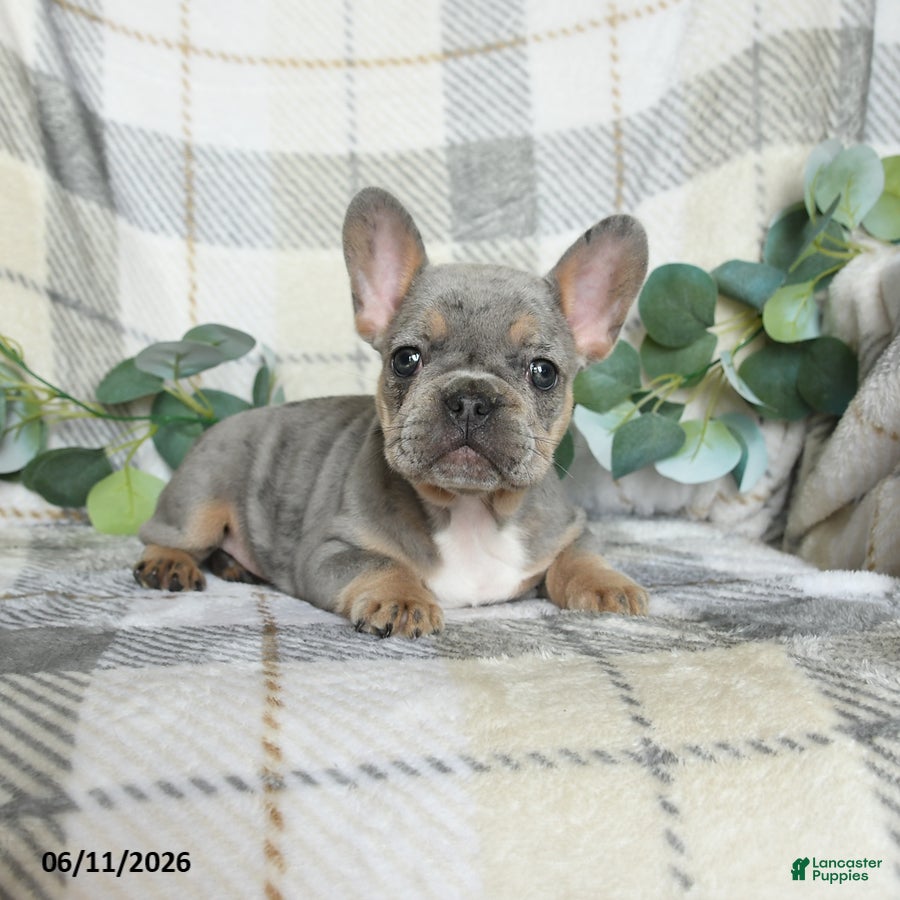 French Bulldog dogs Gracie - Ad 2