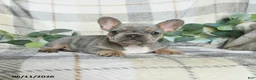 French Bulldog dogs for sale: Gracie - Ad 2