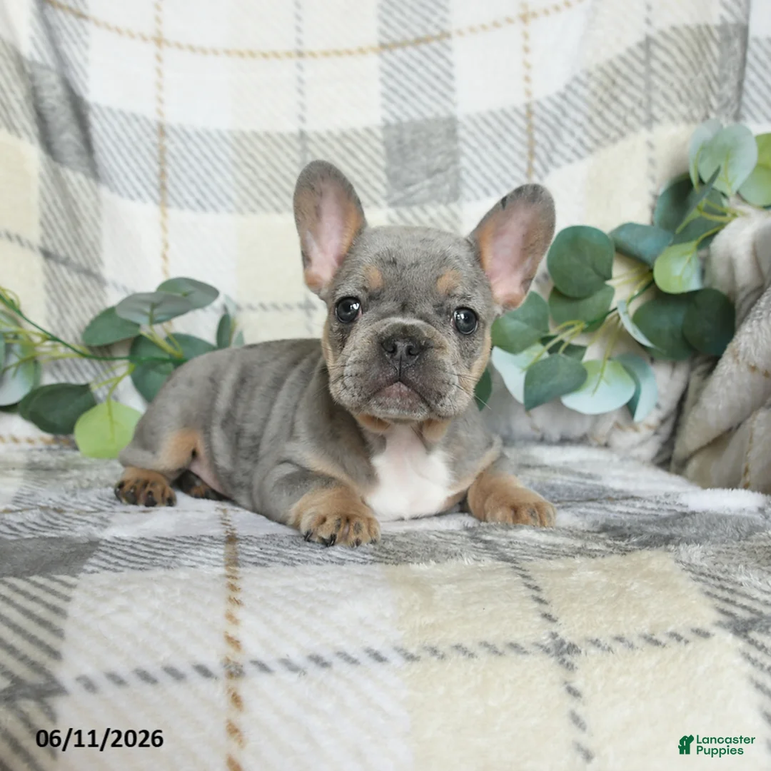 French Bulldog dogs for sale: Gracie - Ad 2