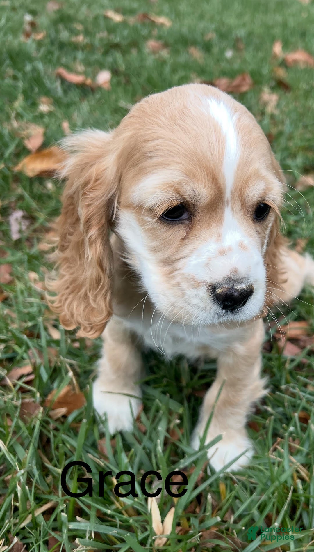 Cocker Spaniel dogs for sale: Grace - Ad 3