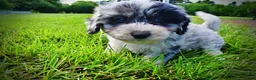 Havapoo dogs for sale: Bluebelle - Ad 9