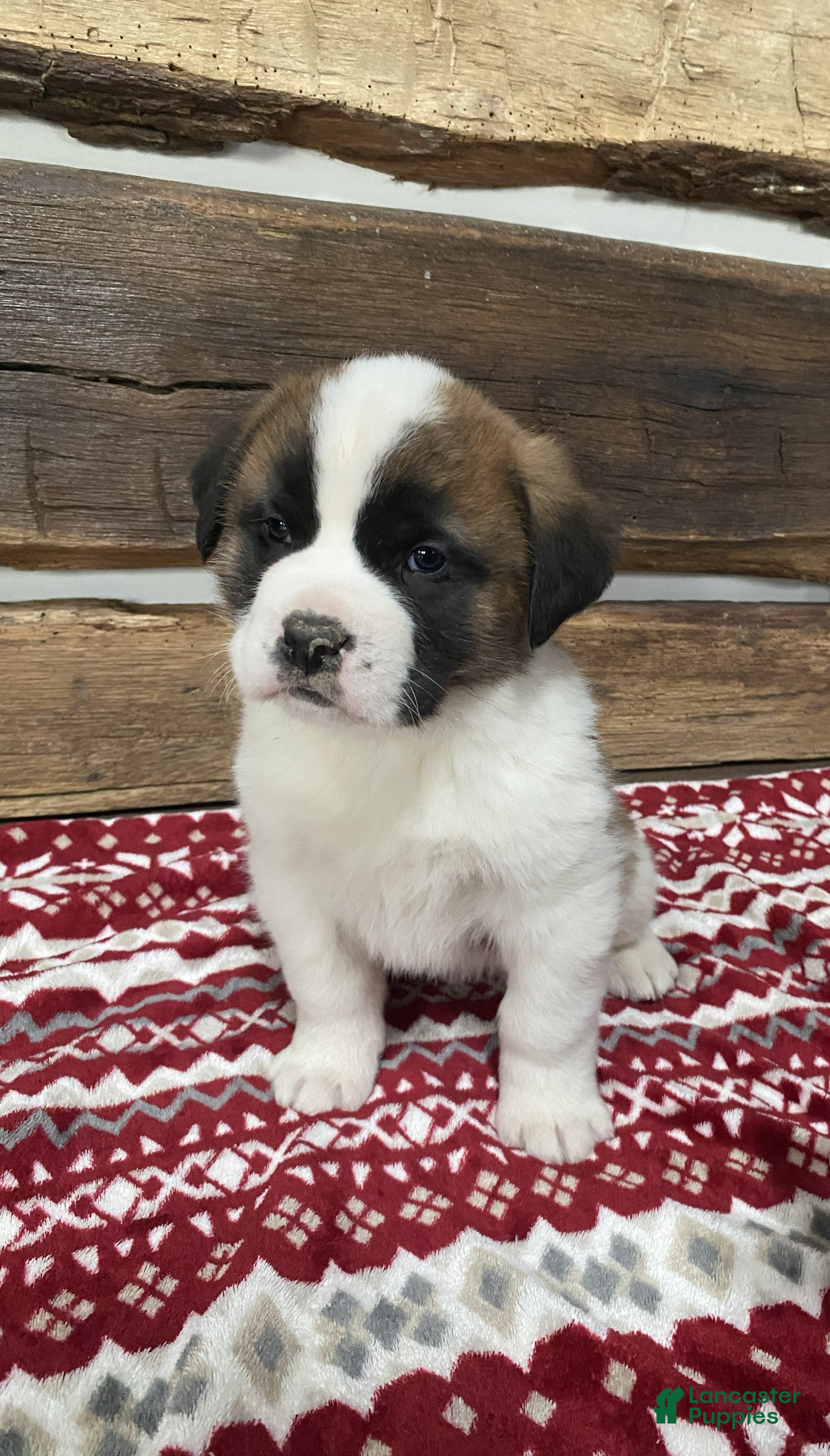Saint Bernard dogs MAX - Ad 40