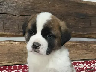 Saint Bernard dogs MAX - Ad 40