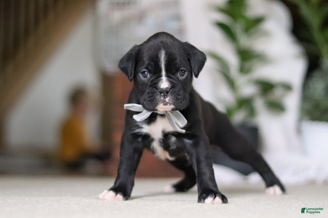 Boxer dogs for sale: Diesel - Ad 6