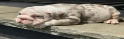 English Bulldog dogs for sale: Daisy - Ad 6