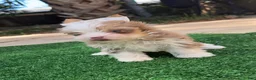 Yorkshire Terrier dogs for sale: Zuri - Ad 3