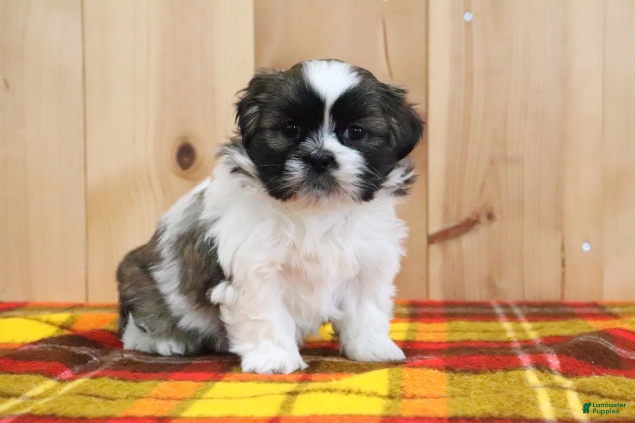 Shihpoo dogs Storm - Ad 1