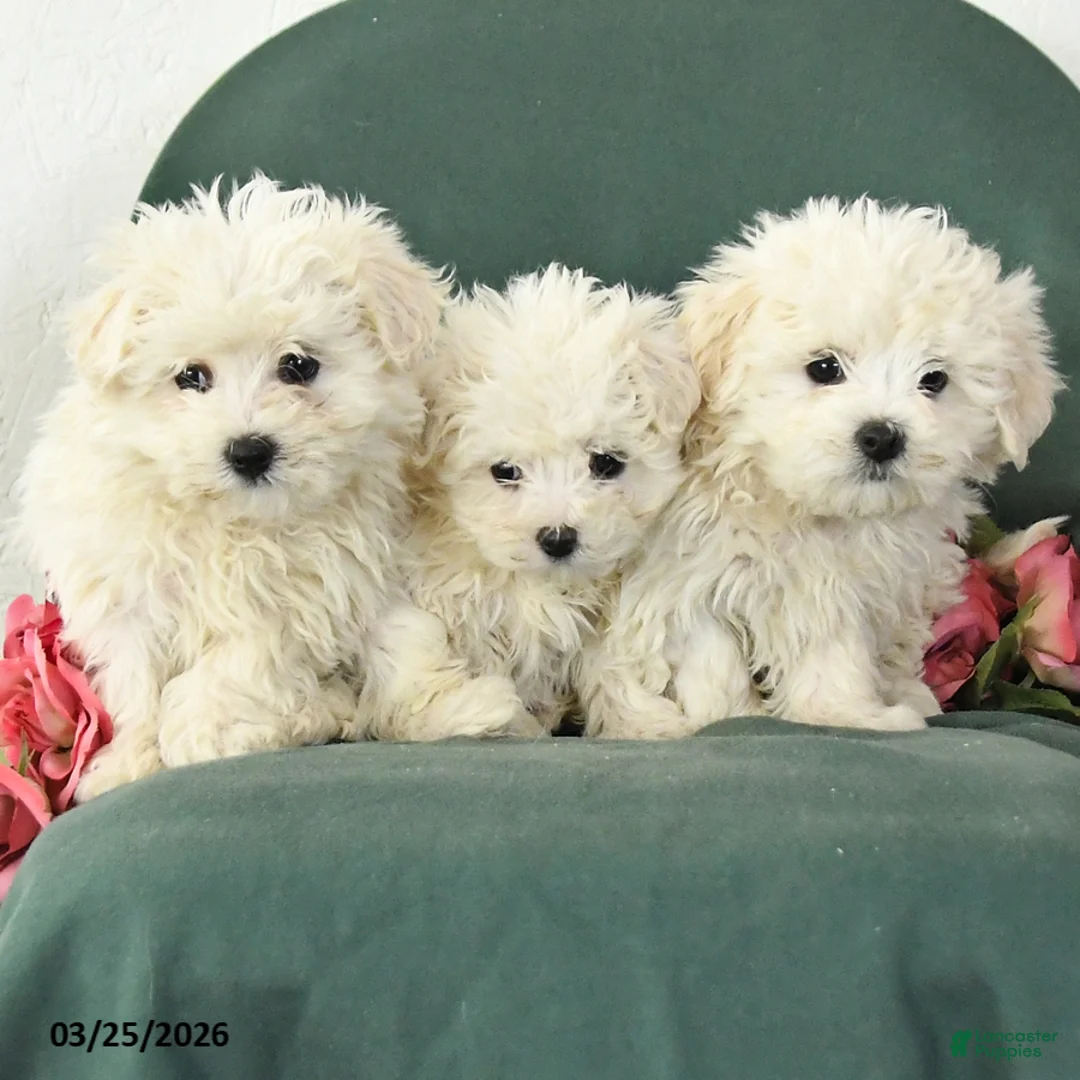 Mixed Breed dogs for sale: Sunny  - Ad 3