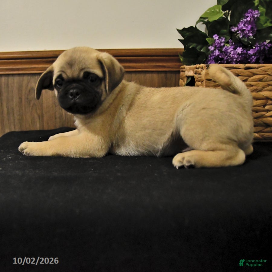 Mixed Breed dogs Cuddly - Ad 2