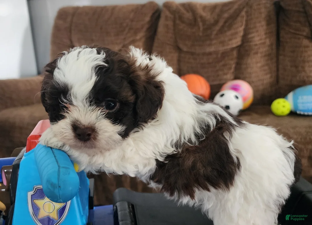 Shihpoo dogs for sale: HANA - Ad 6