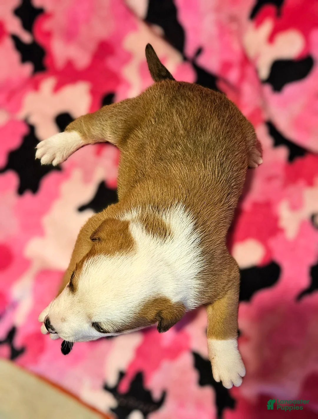 Border Collie dogs for sale: Quaker - Ad 1